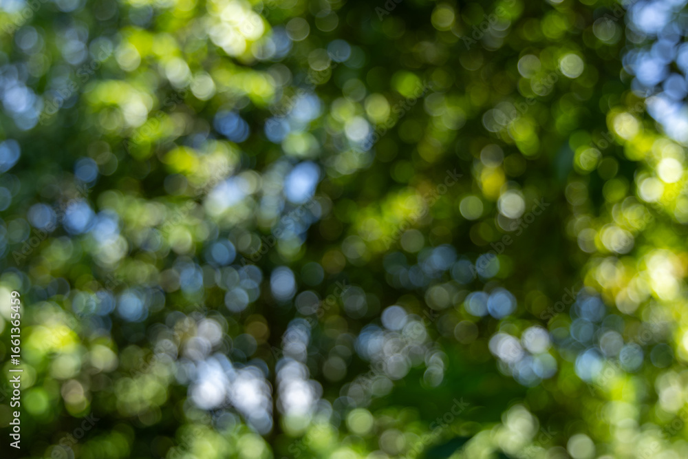 Fototapeta premium Dreamy Natural Green Background with Sparkling Light Circles from Out-of-Focus Trees