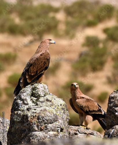 Joven aguila imperial en la sierra abulense