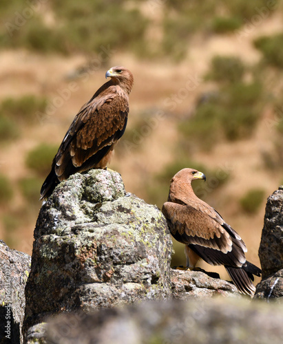 Joven aguila imperial en la sierra abulense
