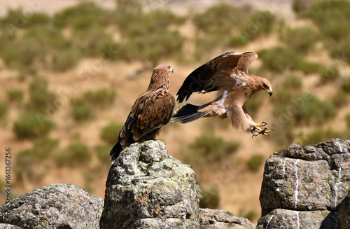 Joven aguila imperial en la sierra abulense