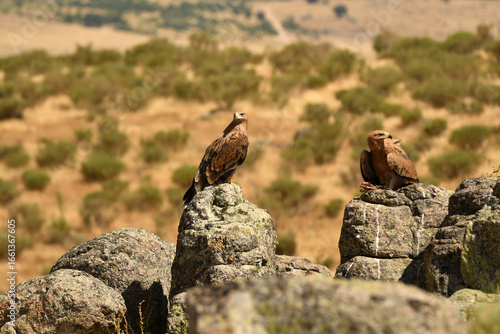 Joven aguila imperial en la sierra abulense