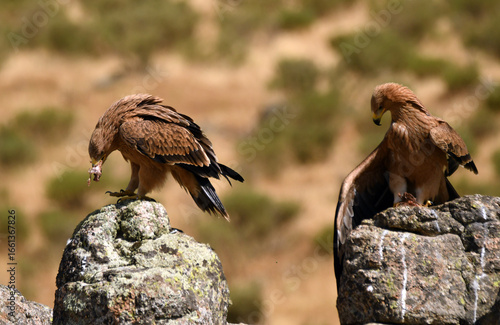 Joven aguila imperial en la sierra abulense