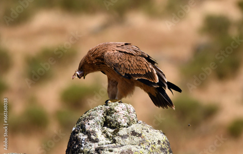 Joven aguila imperial en la sierra abulense
