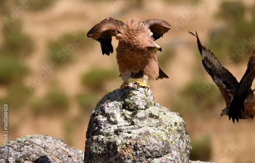 Joven aguila imperial en la sierra abulense