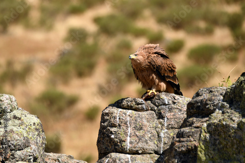 Joven aguila imperial en la sierra abulense