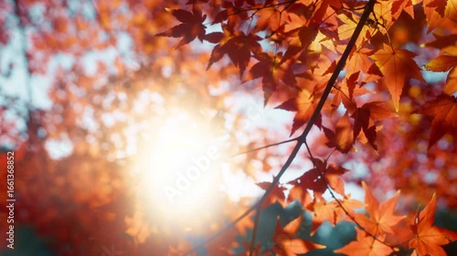 Sunlit Autumn Leaves.Autumn forest natural landscape.