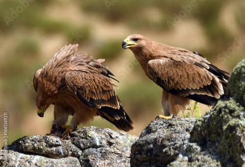 Joven aguila imperial en la sierra abulense