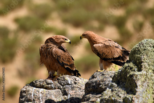 Joven aguila imperial en la sierra abulense