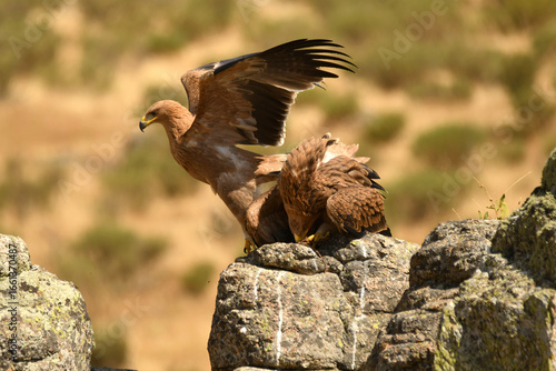 Joven aguila imperial en la sierra abulense