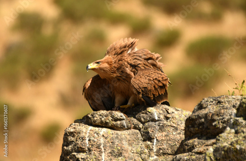Joven aguila imperial en la sierra abulense
