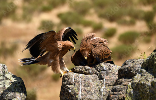 Joven aguila imperial en la sierra abulense