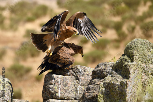 Joven aguila imperial en la sierra abulense
