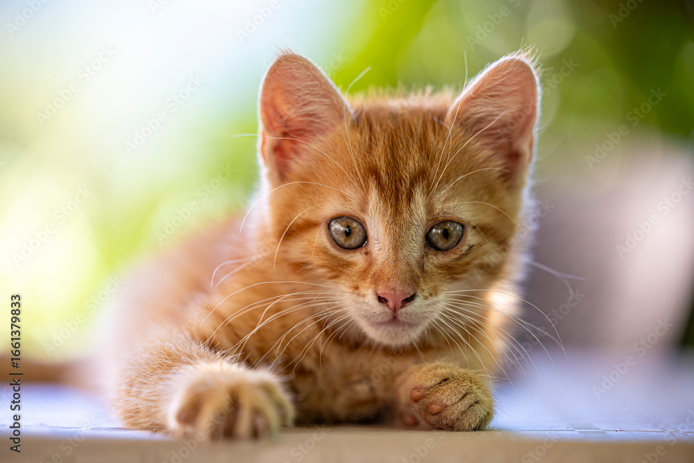 Obraz premium Cute ginger kitten laying on the desk.