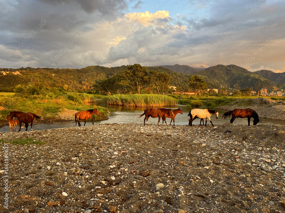 Obraz premium Beautiful horses walking along the river under the sky with clouds