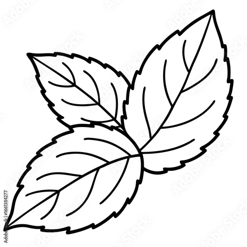 Mint Leaf Botanical Coloring Page