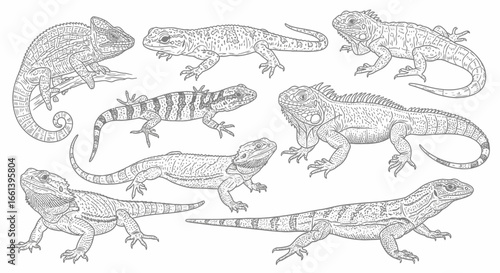 Line art drawing of different lizards like iguana, chameleon, bearded dragon for coloring page fun