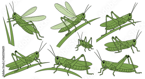 Vibrant green grasshoppers in natural poses create a fun spring and summer vibe for your design needs