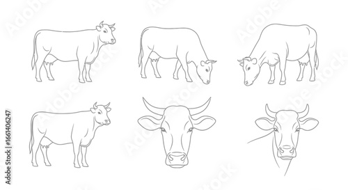 Collection of elegant cow illustrations showcasing different poses and head close-ups for farm branding