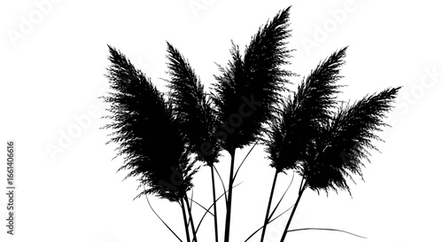 Silhouette of pampas grass plumes against a white background.