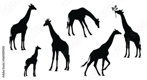 Silhouettes of giraffes in various poses, including standing, grazing, and a young giraffe.