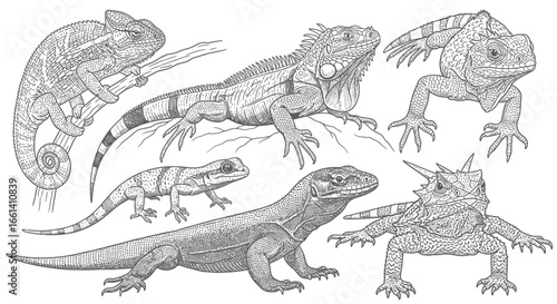 Detailed black and white illustration showcasing various types of reptiles, including lizards.