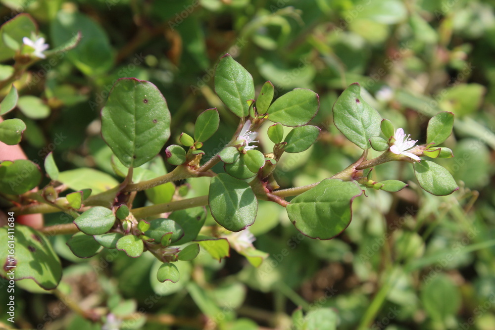 Φωτογραφία Trianthema portulacastrum, desert horsepurslane, black pigweed or giant pigweed