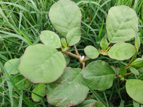 Trianthema portulacastrum, desert horsepurslane, black pigweed or giant pigweed