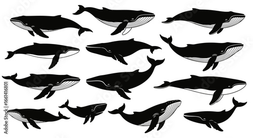 Collection of various black and white whale silhouettes, diverse sizes and positions.