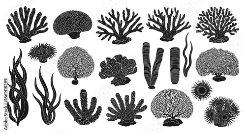 A collection of various detailed illustrations of different coral and sea plants, displayed in black and white.