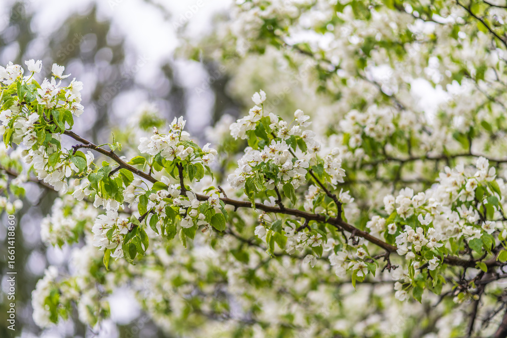 Obraz premium White blossoming apple trees with rain drops