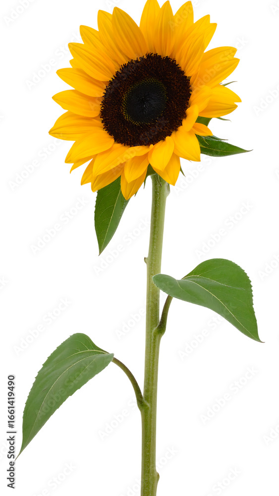 Fototapeta premium Vibrant Sunflower Blooming with Bright Yellow Petals and Green Leaves