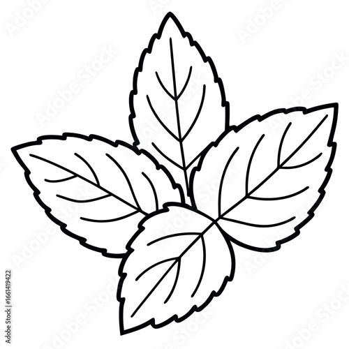 Mint Leaf Botanical Coloring Page