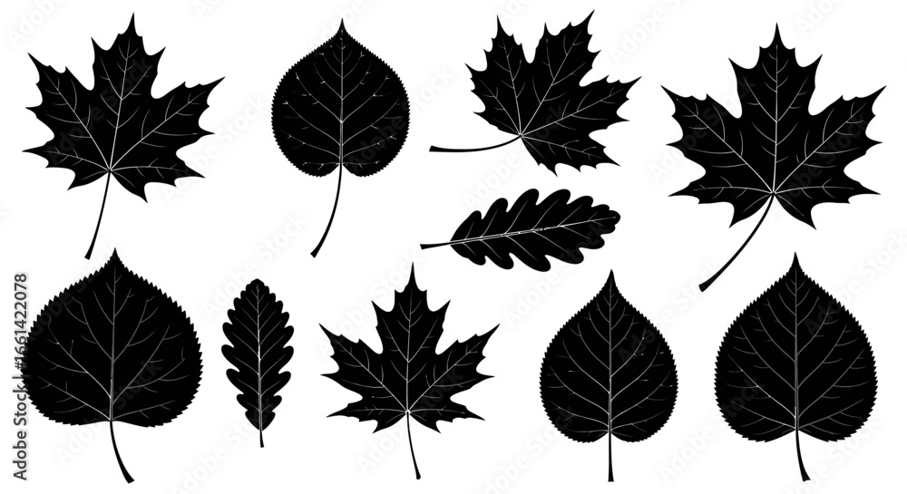 Fototapeta premium Elegant black autumn leaves collection for creative seasonal designs and artistic botanical projects on white background