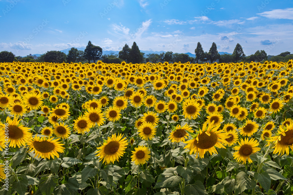 Obraz premium 青空とヒマワリ畑