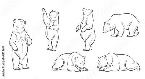 Dynamic bear poses captured in clean line art, perfect for nature and wildlife designs