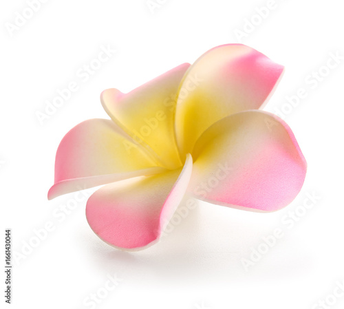 Beautiful pink plumeria flo...