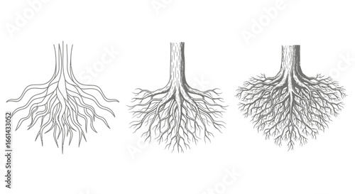 Explore the intricate beauty and strength of tree roots, symbolizing growth, foundation, and connection.
