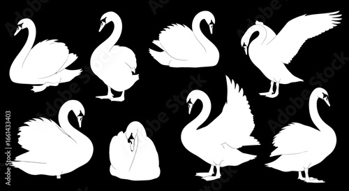 A collection of white swan silhouettes in various poses, including standing, preening, resting, and with wings spread, against a black background.