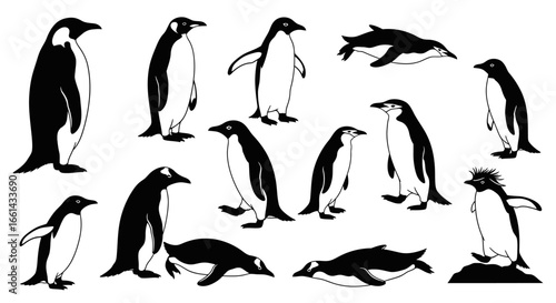 A collection of various penguin illustrations, depicting different poses and stances in a black and white style.