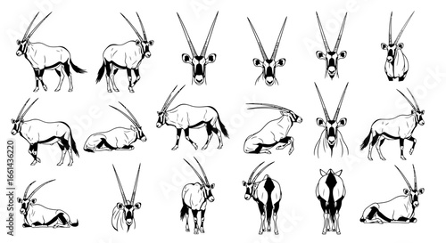 A collection of detailed line drawings of oryx in various poses, showcasing their distinct features.