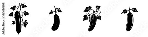 Illustration of cucumber plants showcasing different growth stages and shapes in a garden setting
