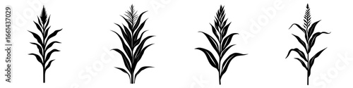 Stylized illustrations of corn plants with distinct features in varying arrangements