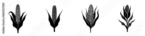 Stylized corn illustrations showcasing various angles and details on a white background