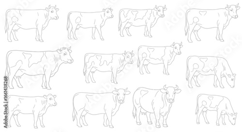 Detailed line art of dairy cows grazing and standing, perfect for farm designs and illustrations