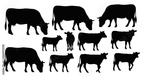 Collection of diverse black cow silhouettes grazing and standing peacefully on white background