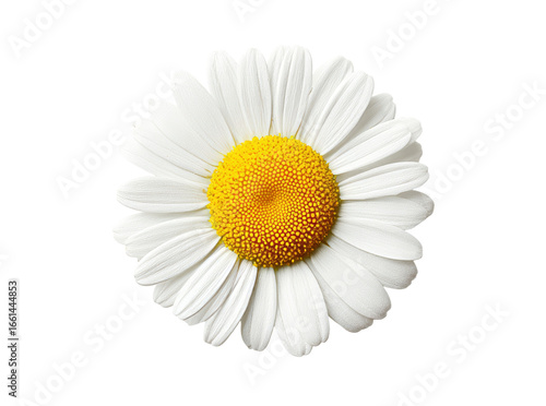Single white daisy flower isolated on black background, Isolated On Transparent Background