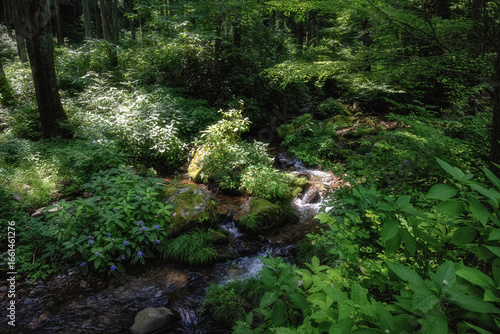 茨城県北茨城市　新緑の花園渓谷
