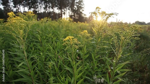 sounds of nature in a summer forest in the evening trees and grass