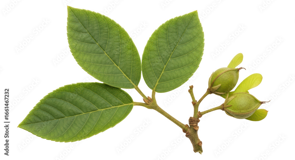 Fototapeta premium Isolated Branch with Green Leaves and Buds