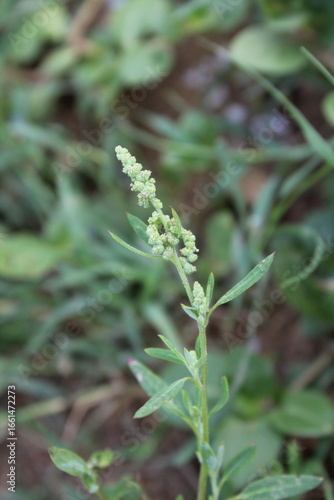 Chenopodium album, White goosefoot or the Lamb's Quarters